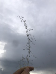 Sporobolus flexuosus