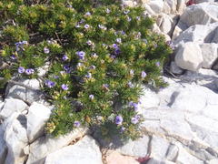 Psoralea vanberkelae