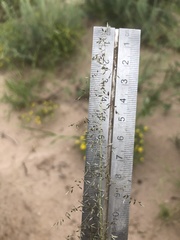 Sporobolus flexuosus