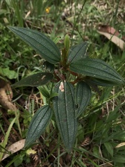 Andesanthus