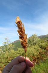 Elegia fistulosa