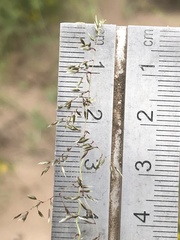 Sporobolus flexuosus