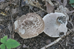 Sarcodon quercinofibulatus