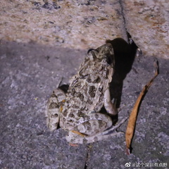 Fejervarya multistriata