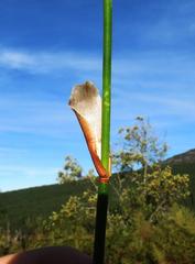 Elegia fistulosa