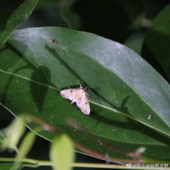 Nacoleia charesalis