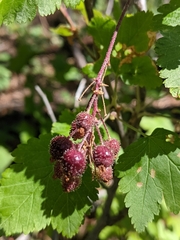 Ribes wolfii