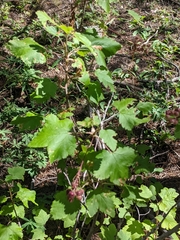Ribes wolfii