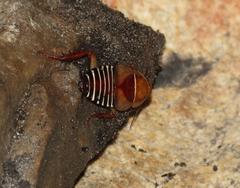 Temnopteryx phalerata