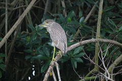 Nycticorax nycticorax