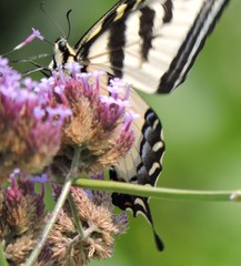 Papilio rutulus