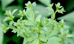 Origanum majorana