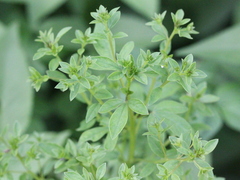 Origanum majorana