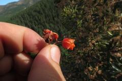 Pterocelastrus rostratus