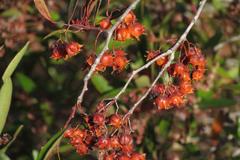 Pterocelastrus rostratus