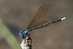 Argia rhoadsi