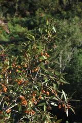 Pterocelastrus rostratus