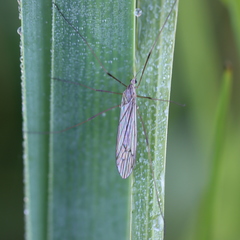 Symplecta
