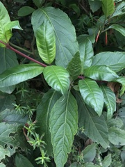 Fuchsia venusta