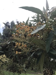 Buddleja bullata