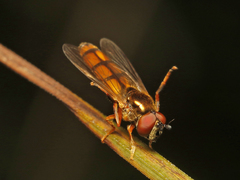 Platycheirus quadratus