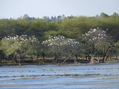 Threskiornis melanocephalus