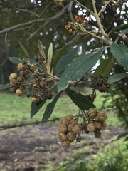 Buddleja bullata