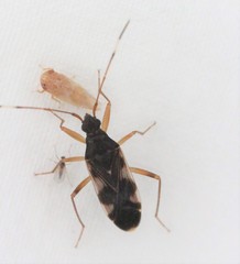 Ozophora burmeisteri