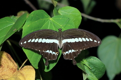 Papilio gigon