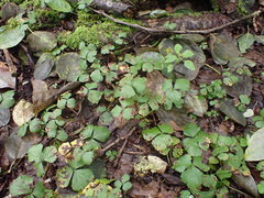 Waldsteinia ternata