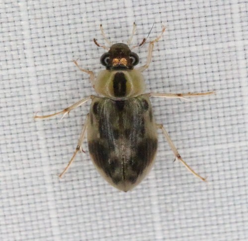 Berosus miles J.L.LeConte, 1855