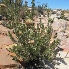 Protea glabra
