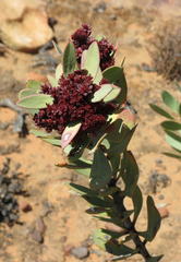 Protea glabra