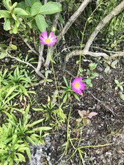 Sabatia kennedyana