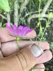Sabatia kennedyana