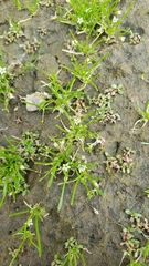 Limosella acaulis