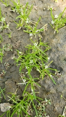Limosella acaulis