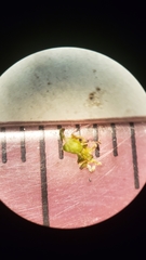 Limosella acaulis
