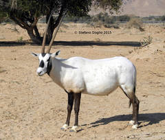Oryx leucoryx