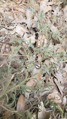 Cordylanthus pilosus trifidus