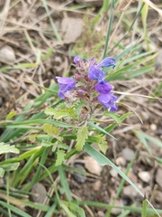 Dracocephalum olchonense