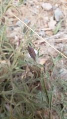 Cordylanthus pilosus trifidus