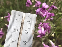 Penstemon thurberi