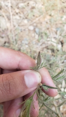 Cordylanthus pilosus trifidus
