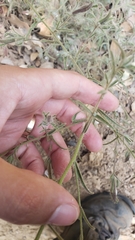 Cordylanthus pilosus trifidus