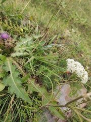 Peucedanum puberulum