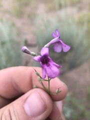Penstemon thurberi