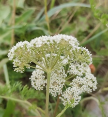 Peucedanum puberulum