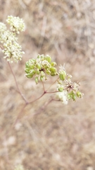 Perideridia bacigalupii