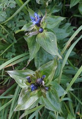 Gentiana dschungarica